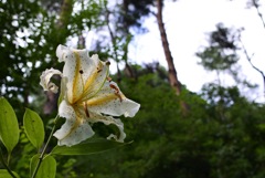 とある散策道にて