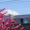 梅の春往く頃