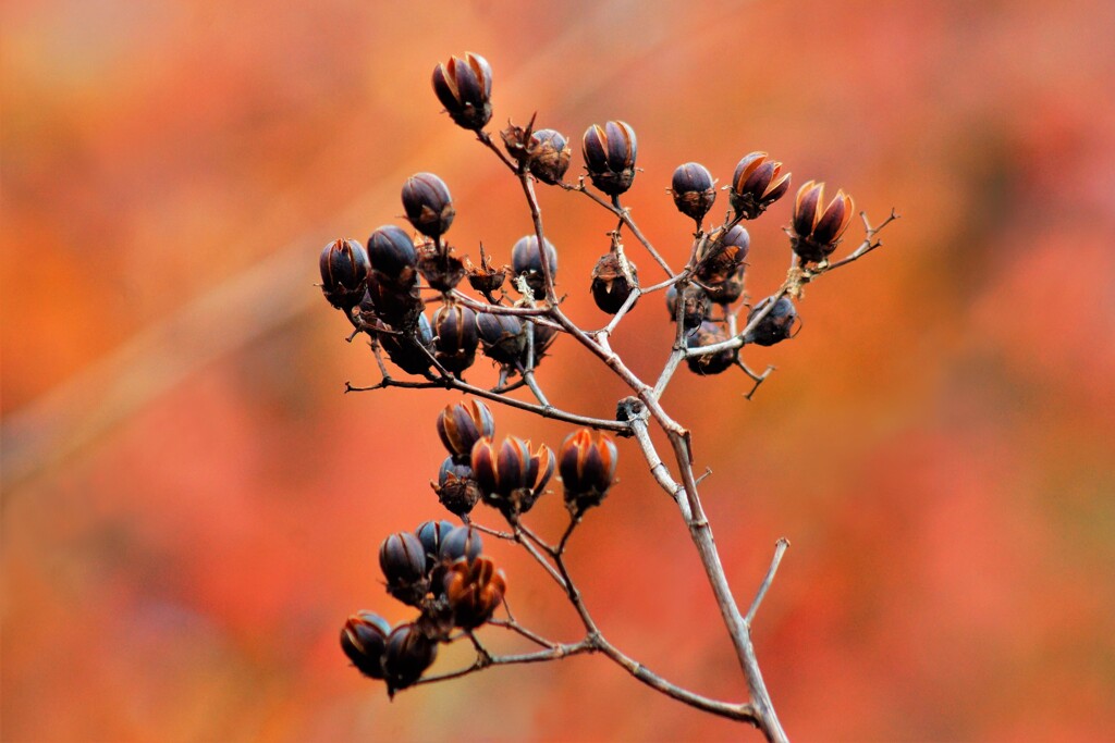 紅葉と百日紅