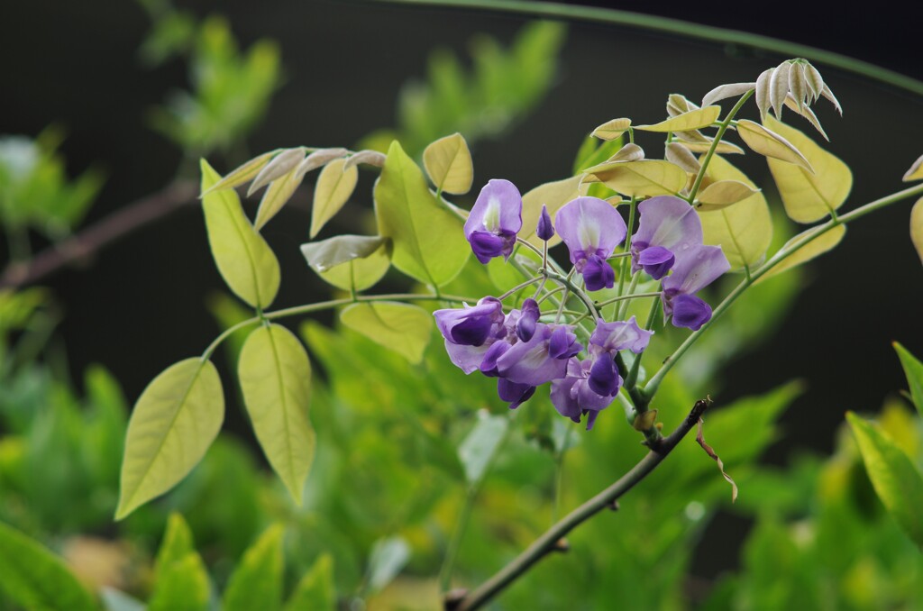 藤の帰り花