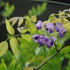 藤の帰り花
