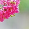 雨滴かと思ったら・・・