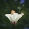 夏にお目覚め
