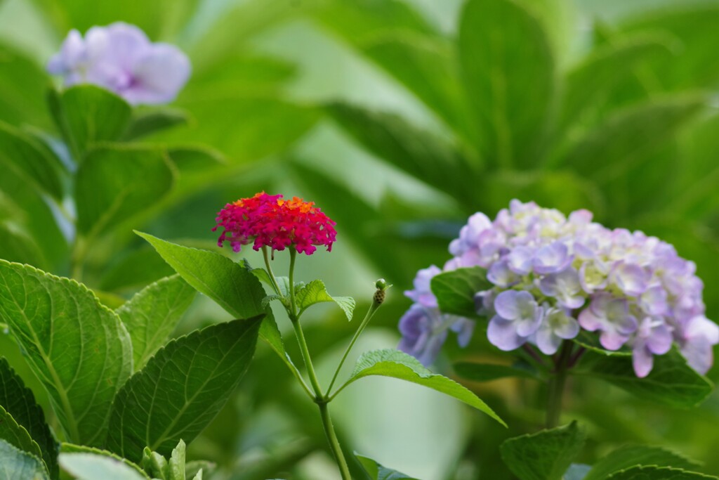 紫陽花と赤いランタナ