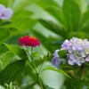 紫陽花と赤いランタナ