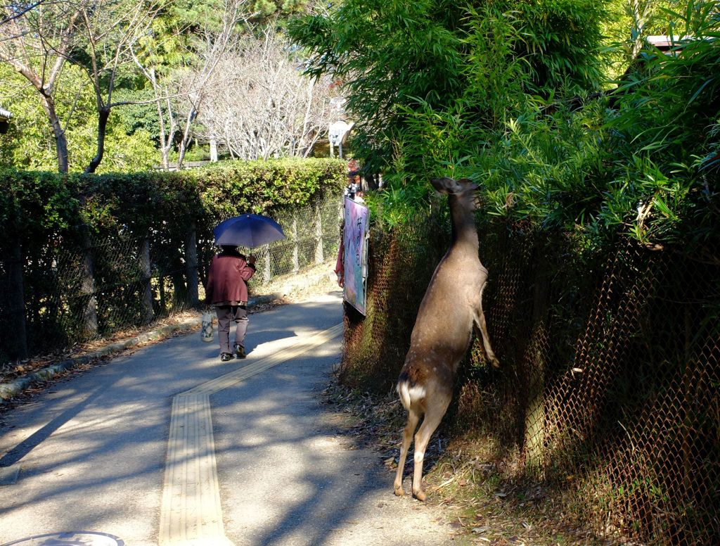 鹿さん、何してる？