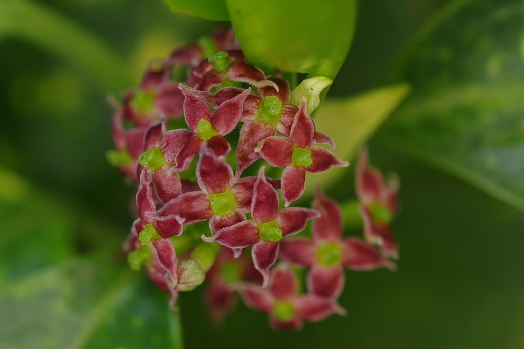 あおきの花