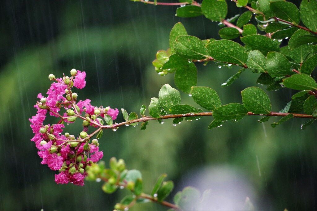 雨の百日紅