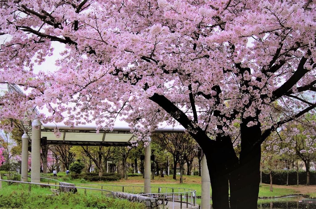 公園の桜の木