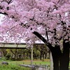 公園の桜の木