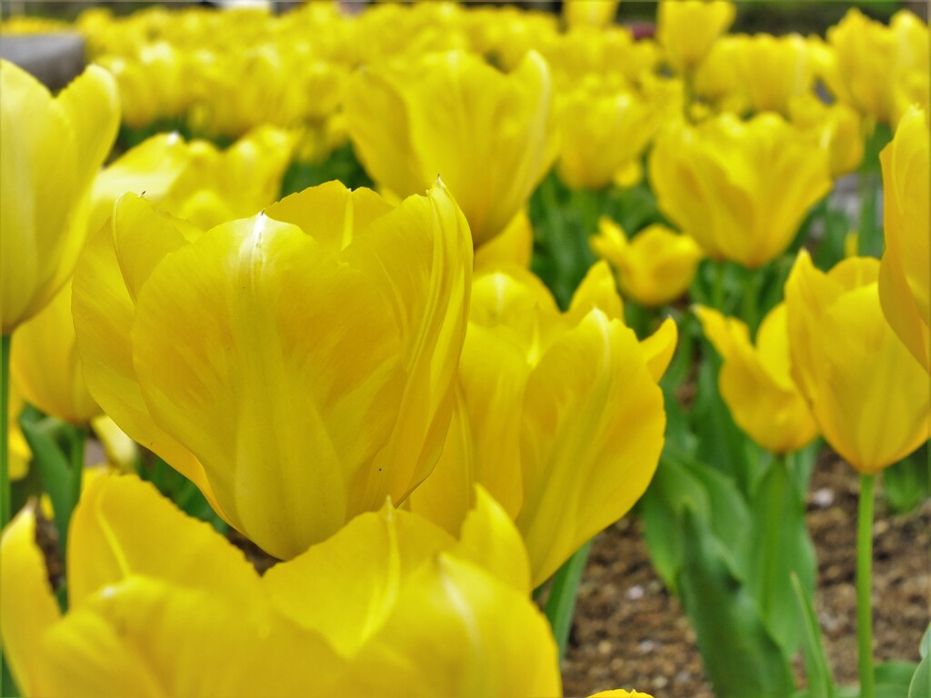 黄色眩しい春