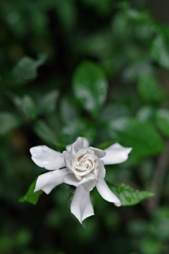 ひっそりと梔子の花が…