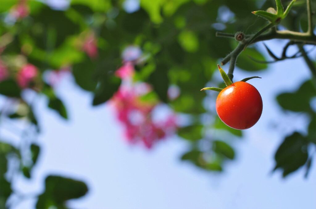 残りトマトと百日紅