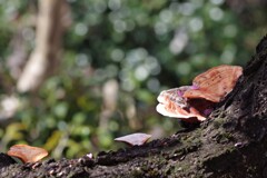 梅木にサルノコシカケ