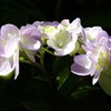 ちいさな紫陽花 陽を受けて