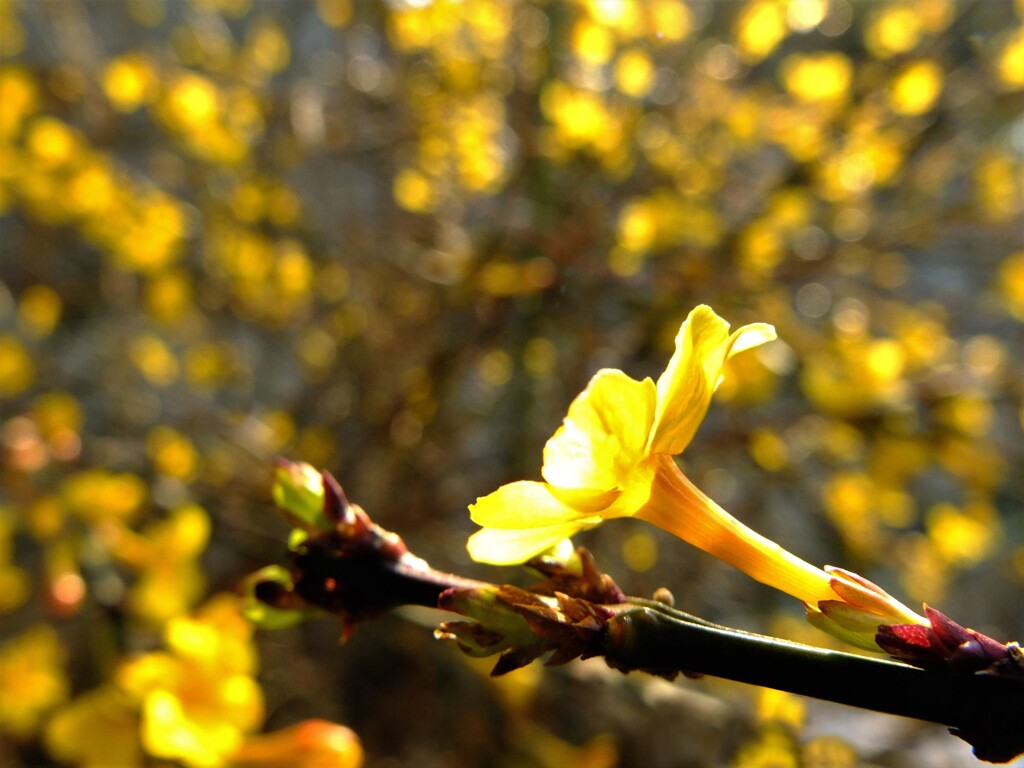 迎春花 爛漫と