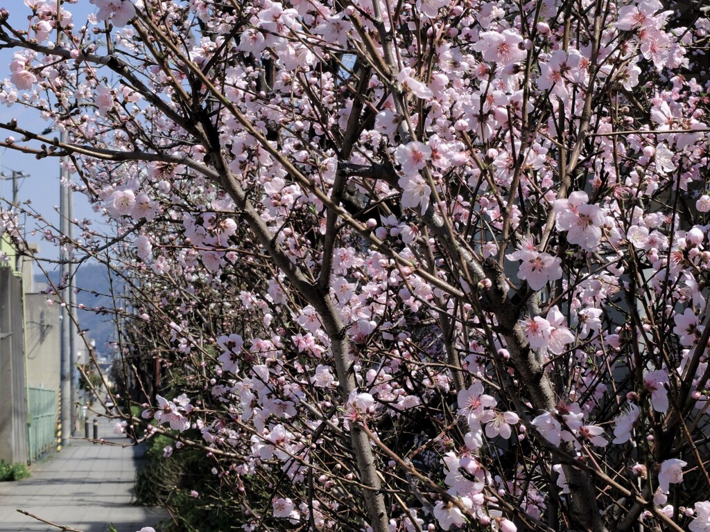 散歩道のアーモンド