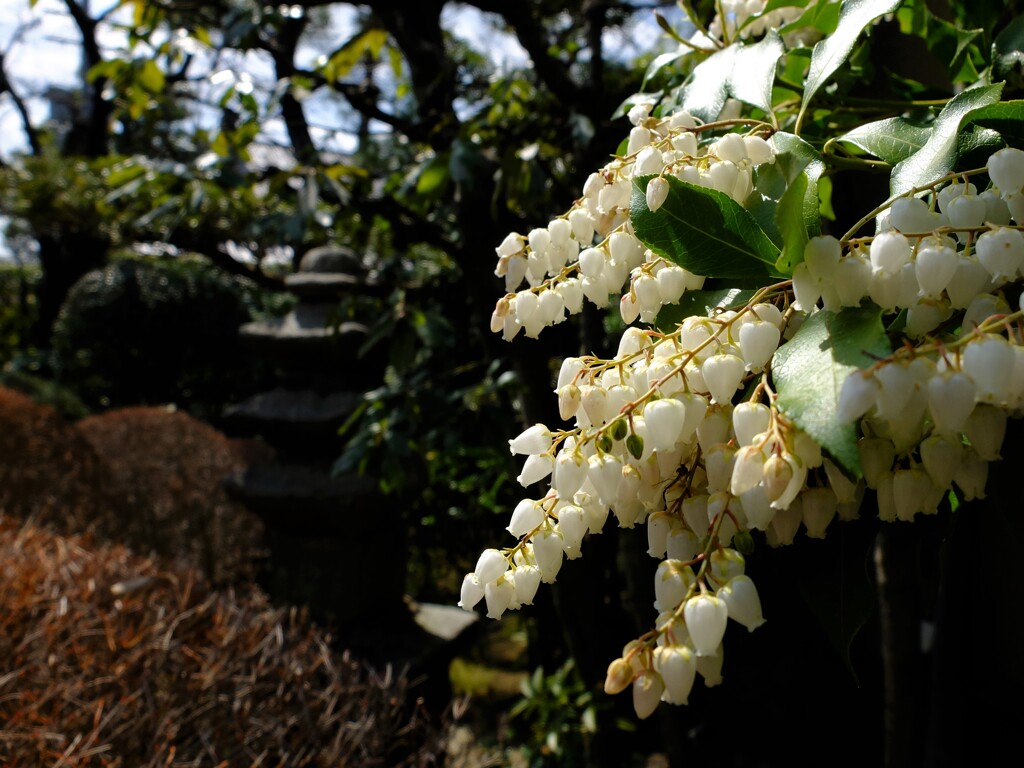 逸翁の庭にて