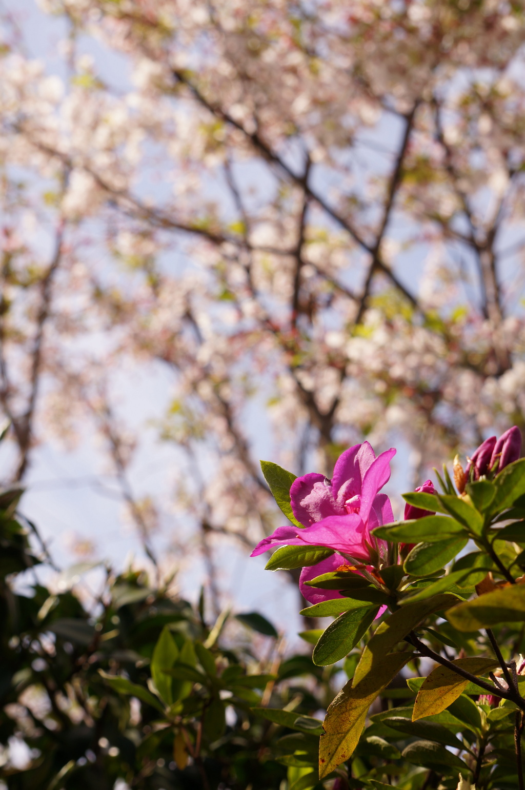 花の移り変わり　Ⅱ