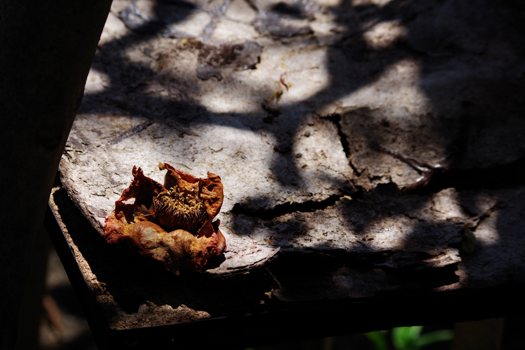 この木の椿でした・・・