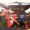 佐保路の春