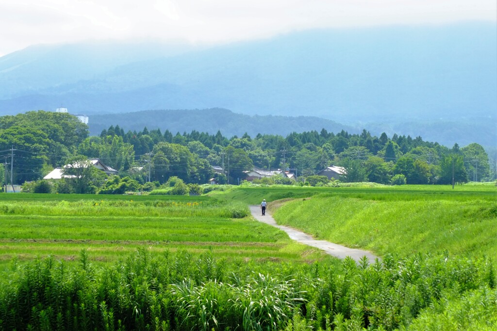 野道を行けば