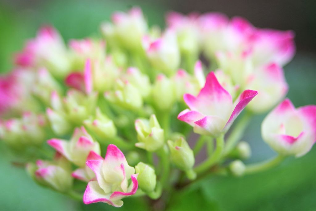 紫陽花ほんのりと