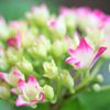 紫陽花ほんのりと