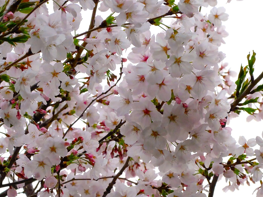 桜曇りの日