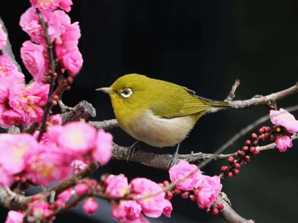 メジロ来い来い