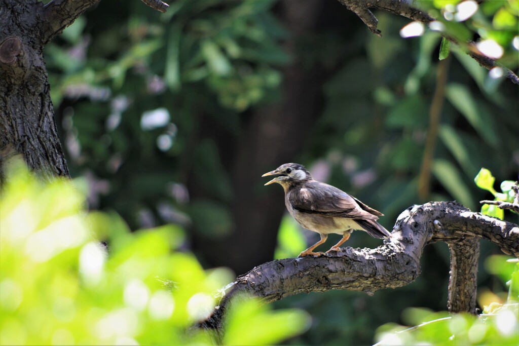 隣の庭の野鳥くん