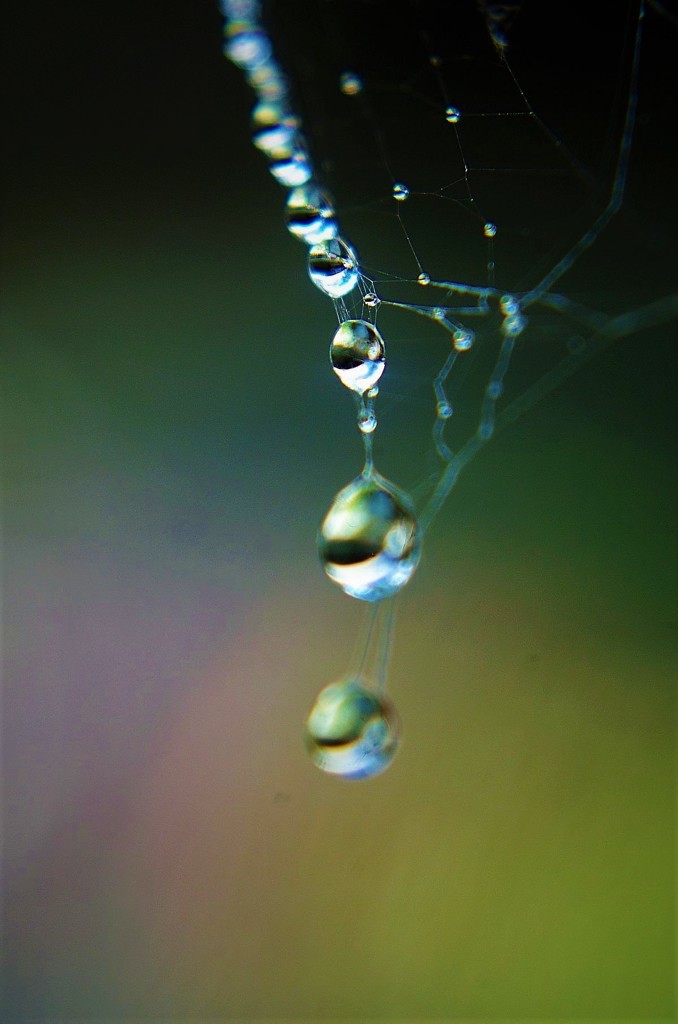紫陽花の雨の跡