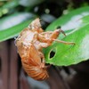 セミが鳴いた