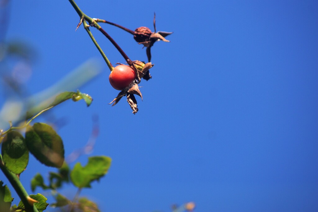 秋晴れrose hip