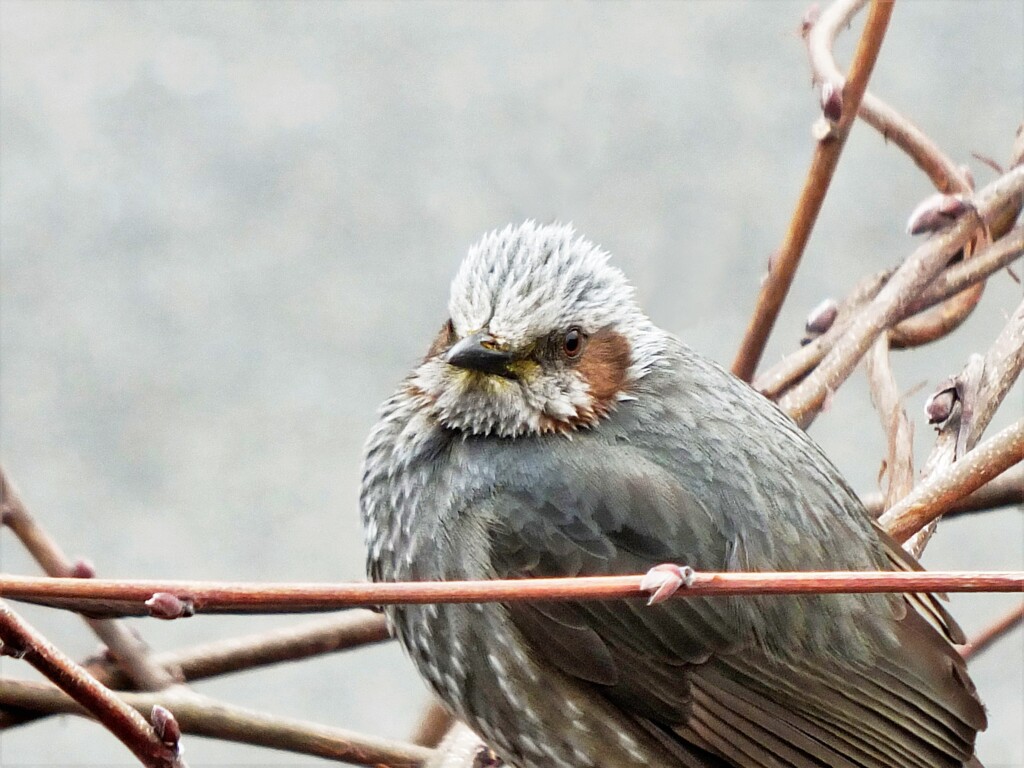 枯れ藤のヒヨドリ