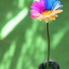 colorful