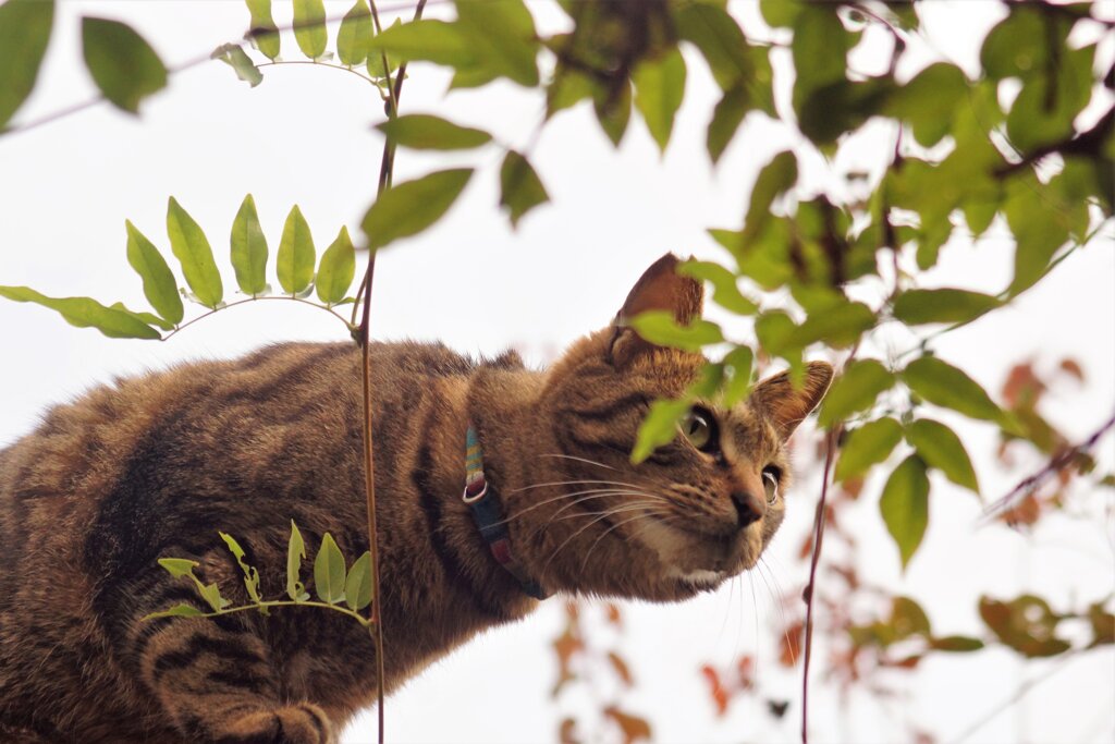 藤棚の上の猫