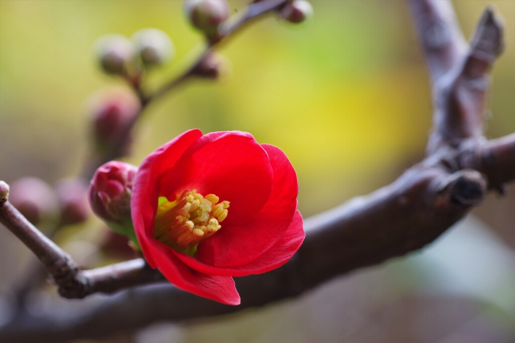 今年の木瓜の花 第一号