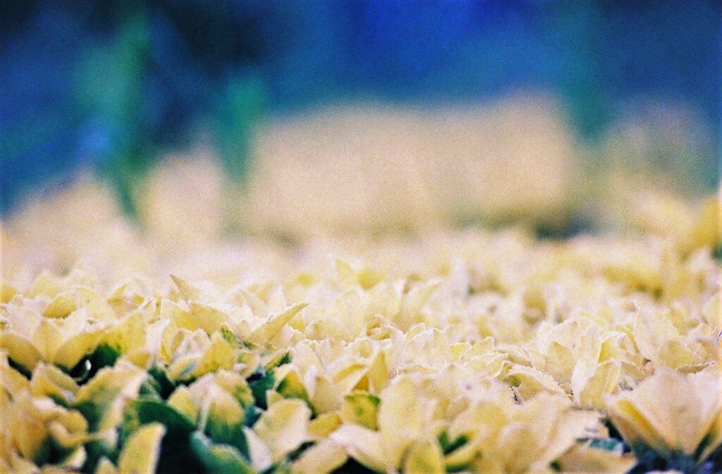 お花の絨毯