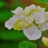 我が家の初紫陽花