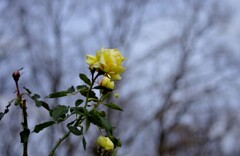 寒冬の薔薇