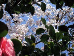 覗き桜