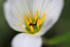 庭散歩～花粉のプールで大はしゃぎ