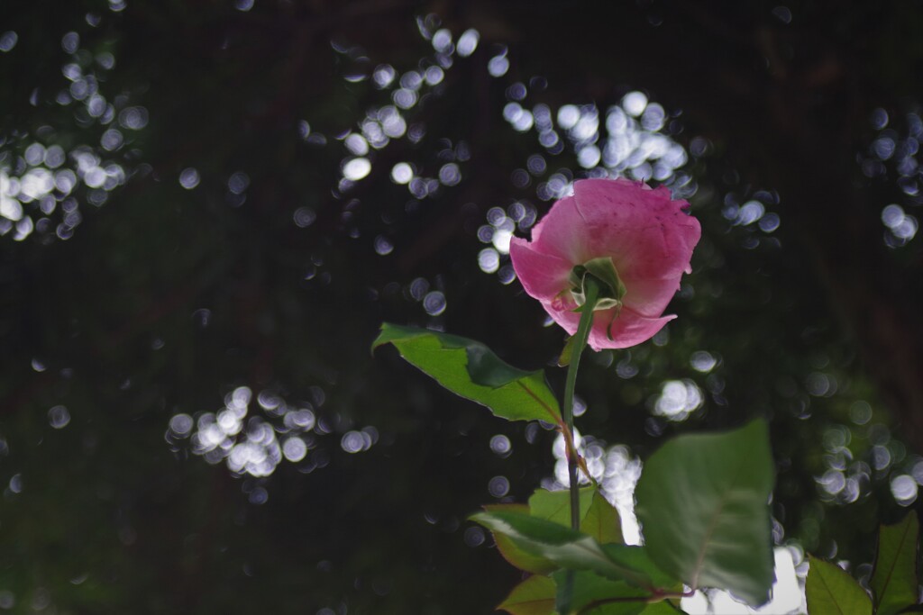 届かぬ薔薇