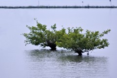 琵琶湖の水没樹
