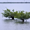 琵琶湖の水没樹