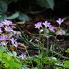 野花のやさしさ