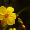 迎春花咲くころ