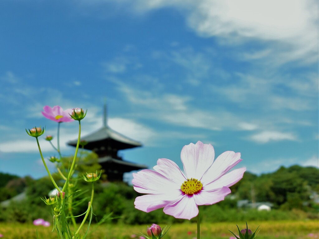 秋空秋桜