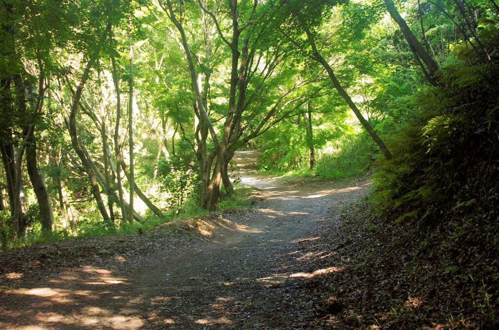 分かれ道 By ぽぷら Id 写真共有サイト Photohito